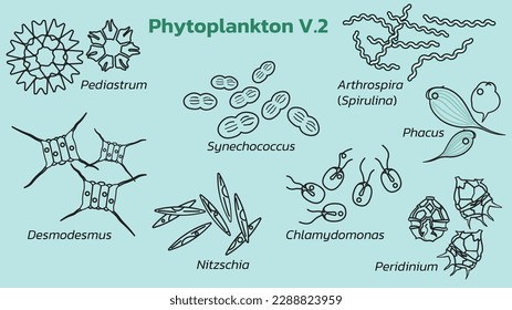 Phytoplankton are tiny, plant-like organisms that drift in bodies of water, playing a crucial role in the food chain and the production of oxygen.