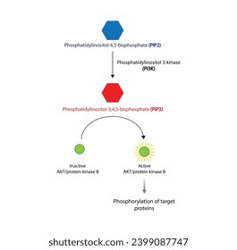 PI3K, Akt Pathway.  phosphatidylinositol 3 kinase (PI3K). AKT, protein kinase B. PIP2 and PIP3. Vector illustration.