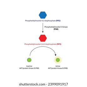 PI3K, Akt Pathway.  phosphatidylinositol 3 kinase (PI3K). AKT, protein kinase B. PIP2 and PIP3. Vector illustration.