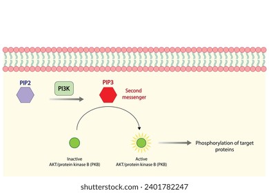 PI3K, Akt Pathway. phosphatidylinositol 3 kinase (PI3K). AKT, protein kinase B. PIP2 and PIP3. Vector illustration.