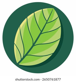 a pic of leaf that looks round  on white background