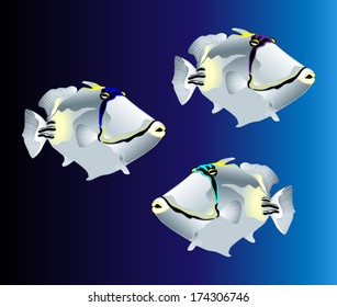 Picasso Triggerfish.