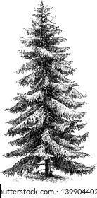 Picea Excelsa is a type of burgundy pitch tree and its leaves are scattered in four sides, vintage line drawing or engraving illustration.