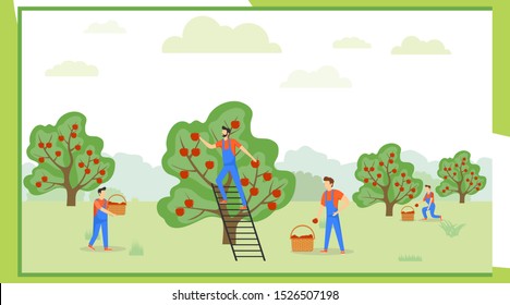 Pick apples. A group of people in uniform are picking apples in an orchard. Vector illustration of apple harvesting concept.