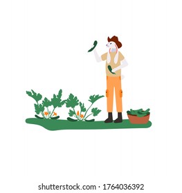 Pick cucumbers background. Modern illustration slider site page. The concept of work in the beds. Web banner beds with cucumbers need to be collected. Vector design image.