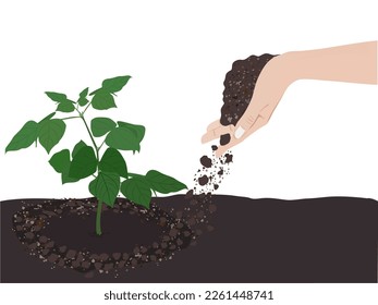 Pick up the seedlings to plant.