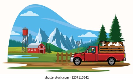pick up truck transporting the cow on the farm