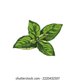 Picked Basil Leaves Hand Drawn Engraving Sketch Style Vector Illustration Isolated On White Background. Rosette Of Fresh Basil Leaves. Food Condiment And Culinary Herb.