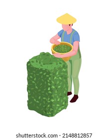 Picker with basket plucking tea leaves isometric icon 3d vector illustration