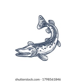 Pickerel or esox fish, isolated freshwater pike monochrome sketch. Vector elongated torpedo-like predatory fish, mackerel pike or Pacific saury. Hand drawn walleye, Sander vitreus Esox or pickerel