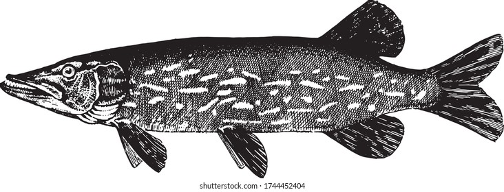 Pickerel, Esox lucius. Fish collection. Healthy lifestyle, delicious food. Hand-drawn images, black and white graphics.