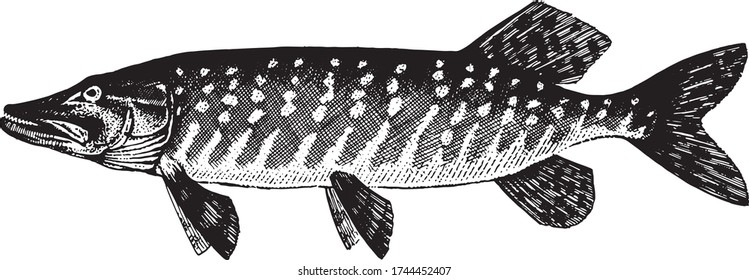 Pickerel, Esox lucius. Fish collection. Healthy lifestyle, delicious food. Hand-drawn images, black and white graphics.