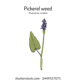 Pickerel weed (Pontederia cordata), edible and medicinal plant. Hand drawn botanical vector illustration