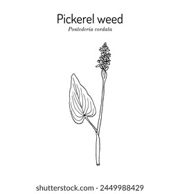 Pickerel weed (Pontederia cordata), edible and medicinal plant. Hand drawn botanical vector illustration