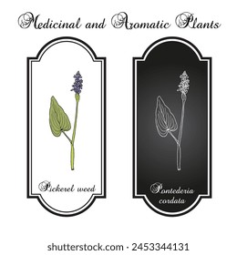 Pickerel weed (Pontederia cordata), edible and medicinal plant. Hand drawn botanical vector illustration