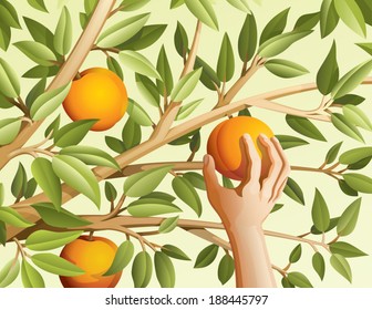 Picking Up Fruit. Vector Illustration Of Harvest Peaches 