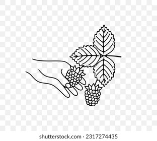 Picking raspberry, razzberry, fence berry, stash berry, plant and food, linear graphic design. Berry, berries, tayberries, fruit and meal, agriculture and agricultural, vector design and illustration