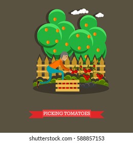 Picking tomatoes concept vector illustration in flat style. Gardener man picking tomatoes and putting them into wooden box.