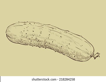 Pickle, Cucumber Hand Drawing, Sketch, Realistic Vector Illustration.