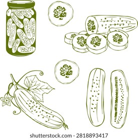 Pickled cucumber jar and fresh slices hand drawn sketch for packaging kitchen wallpaper banner. Vector illustration