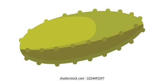 Pickles flat icon Small cucumber Canned vegetable