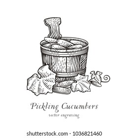 Pickling Cucumbers. Hand drawn engraving style illustration.