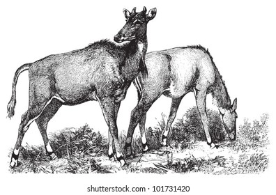 Picta Antelope or Nylgau (Portax pictus) / vintage illustration from Brockhaus Konversations-Lexikon 1908