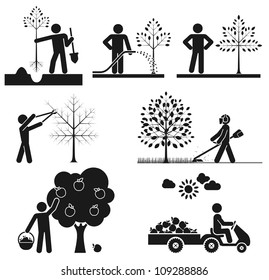 Pictograms representing people taking care of fruit tree