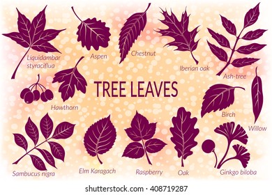 Pictograms Set, Tree Leaves, Oak, Iberian Oak, Raspberry, Willow, Liquidambar, Hawthorn, Aspen, Ginkgo Biloba, Elm Karagach, Birch, Ash, Chestnut and Sambucus. Eps10, Contains Transparencies. Vector