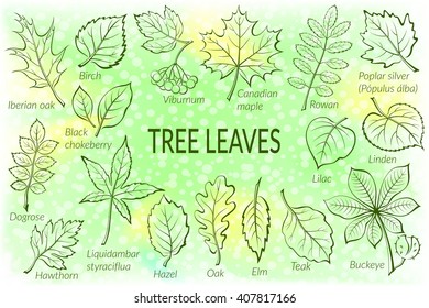 Pictograms Tree Leaves, Dogrose, Oak, Iberian Oak, Maple, Liquidambar, Hawthorn, Poplar Silver, Hazel, Elm, Birch, Linden, Rowan, Chestnut, Buckeye, Viburnum, Chokeberry, Lilac and Teak. Eps10 Vector