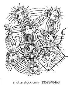 Una imagen de la célula epunatorium que muestra la formación de endospermo en el saco embrionario de Agrimonia Eupatorium, dibujo de línea vintage o ilustración de grabado.