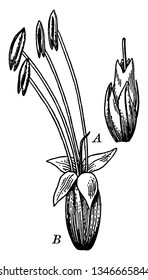 En la imagen A, etapa anterior, pistilo maduro, estambres que aún no aparecen fuera de la corola. B, estadio posterior, pistil marchitado, estambres maduros en flor, dibujo vintage o ilustración grabadora.