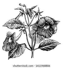 A picture of Achimenes Longiflora flowering plant. The flowers grow alone on each stem. The leaves are opposite or 3-4 whorled, vintage line drawing or engraving illustration.