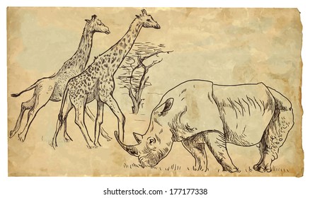 Picture of African Wilderness: Rhinoceros and Giraffes. Vector hand drawn illustration (drawings on vintage paper in the bottom layer).