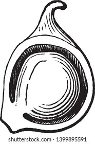 The picture of Akene of a buttercup, it is fruit and inside there are grain and albumen, vintage line drawing or engraving illustration.