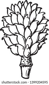 A picture of Apocarpous fruit having distinct carpels that are not joined together, vintage line drawing or engraving illustration.