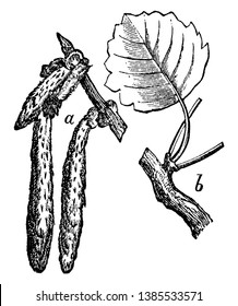 Das Bild von Aspen Baum Ast und ein Blatt. Es handelt sich um mittelgroße Laubbbäume, die im Vereinigten Königreich heimisch sind, um Vintage-Linien-Zeichnungen oder Gravierungsgrafiken.