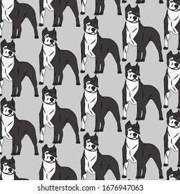 The picture background with dogs, pit bulls
