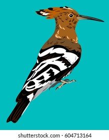 Picture of the bird hoopoe
