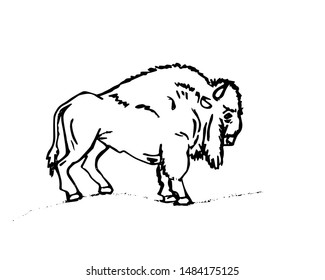 Picture of a bison on a white background for painting