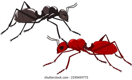 Picture of blacka and red ant