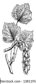 The picture of branch of Aspen tree with leaves and catkins. This tree is also known as Populus Termula, vintage line drawing or engraving illustration.