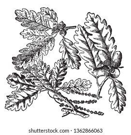 A picture of a branch of Oak tree. In the picture we can see the characteristic leaves and the peculiar fruit, known as acorn, vintage line drawing or engraving illustration.