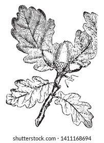 A picture of a branch of Oak tree. In the picture we can see the characteristic leaves and the peculiar fruit, known as acorn, vintage line drawing or engraving illustration.