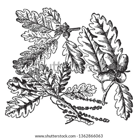 A picture of a branch of Oak tree. In the picture we can see the characteristic leaves and the peculiar fruit, known as acorn, vintage line drawing or engraving illustration.