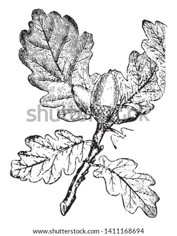 A picture of a branch of Oak tree. In the picture we can see the characteristic leaves and the peculiar fruit, known as acorn, vintage line drawing or engraving illustration.