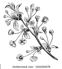 A picture of the branch of Pear tree. The pear is a fruit tree of the Rosacea family, vintage line drawing or engraving illustration.