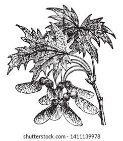 A picture of a branch of sugar maple. Sugar maple is a large tree which can grow tall up to 35 metres, vintage line drawing or engraving illustration.