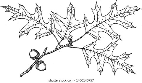 A picture of Branch of Swamp Spanish Oak. It is mostly found in rivers and on glacial till plains in the north-central and eastern United States, vintage line drawing or engraving illustration.