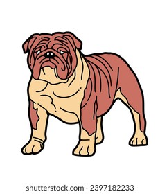 picture of a bulldog with 2 colors